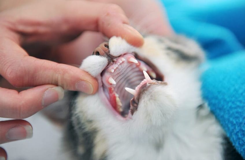 How To Take Care Of Your Cats Teeth